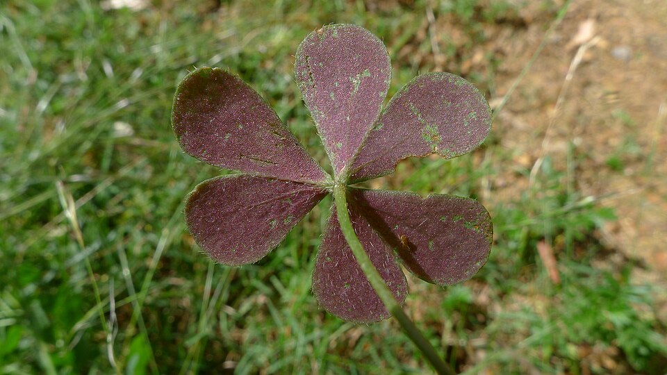 Oxalis perennans (woody-root woodsorrel) (alternate view 10)