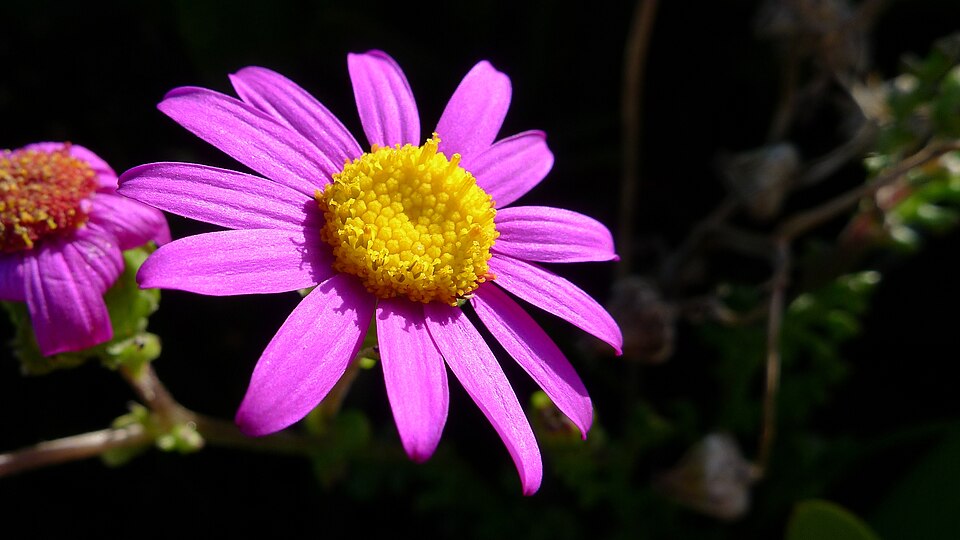 Senecio elegans (Red-purple Ragwort) (alternate view 9)
