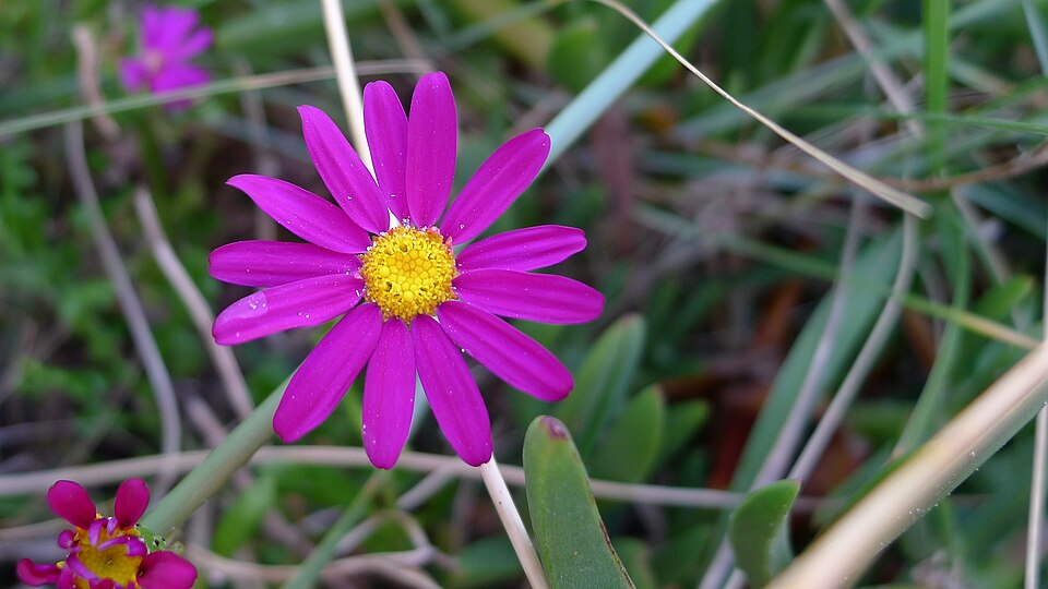Senecio elegans (Red-purple Ragwort) (alternate view 10)
