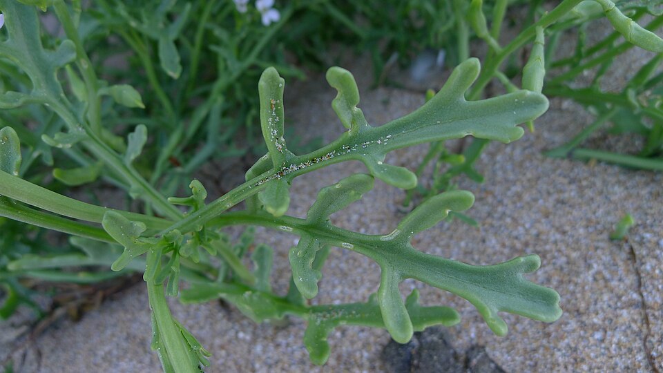Cakile edentula (American searocket) (alternate view 6)
