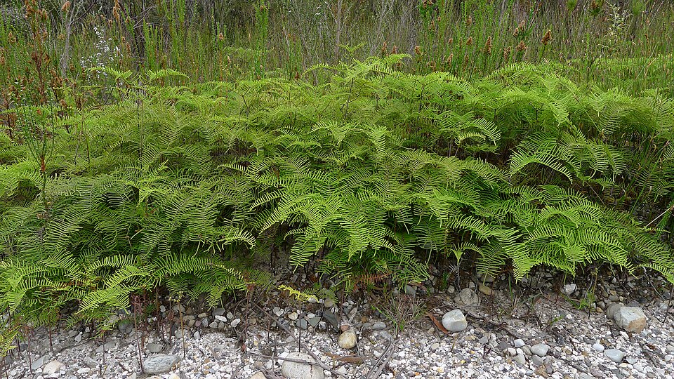 Gleichenia dicarpa (Pouched Coral Fern) (alternate view 9)