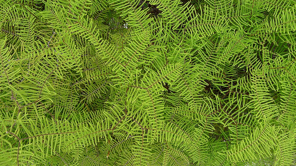 Gleichenia dicarpa (Pouched Coral Fern) (alternate view 10)