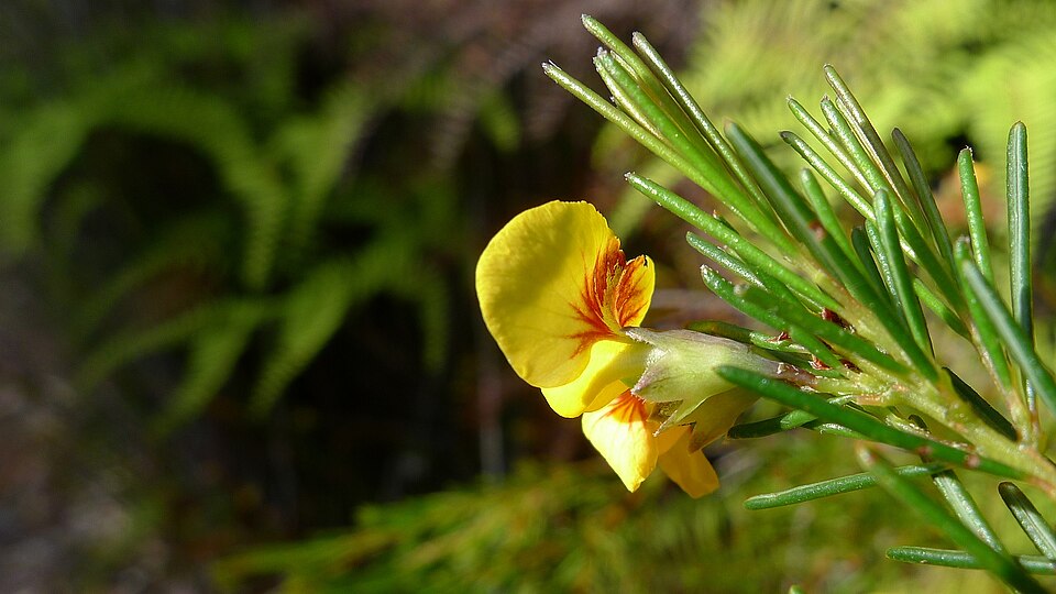 Dillwynia glaberrima (Smooth Parrot-pea) (alternate view 7)