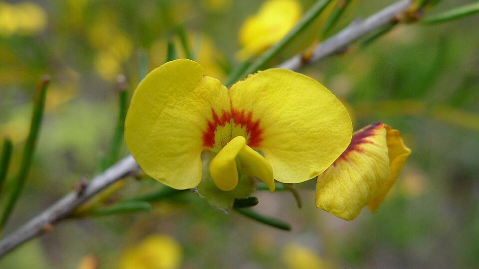 Dillwynia glaberrima (Smooth Parrot-pea) (alternate view 8)