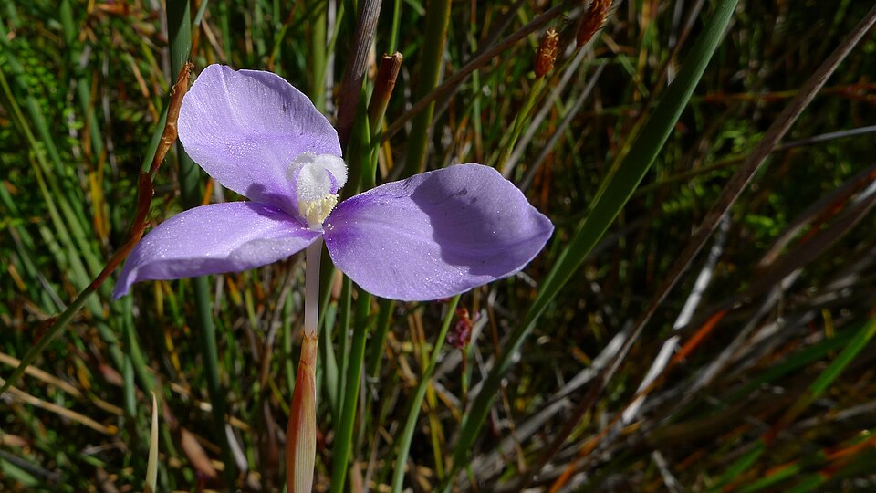Patersonia fragilis (Short Purple-flag) (alternate view 2)