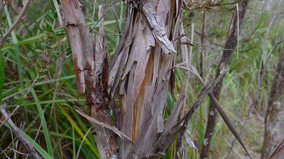 Leptospermum scoparium (Mānuka) (alternate view 9)