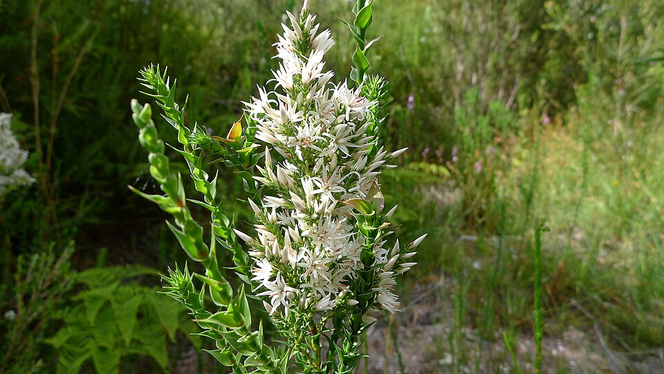 Sprengelia incarnata (Pink Swamp Heath) (alternate view 5)