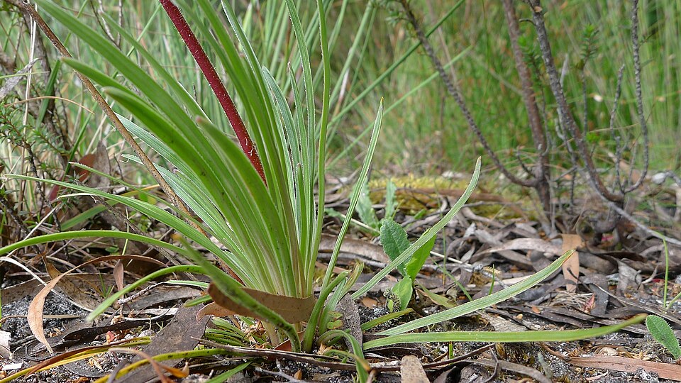 Stylidium armeria (Thrift-leaved Triggerplant) (alternate view 6)