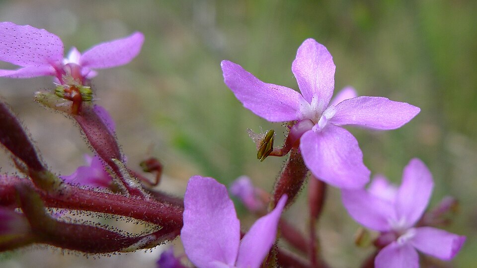Stylidium armeria (Thrift-leaved Triggerplant) (alternate view 7)