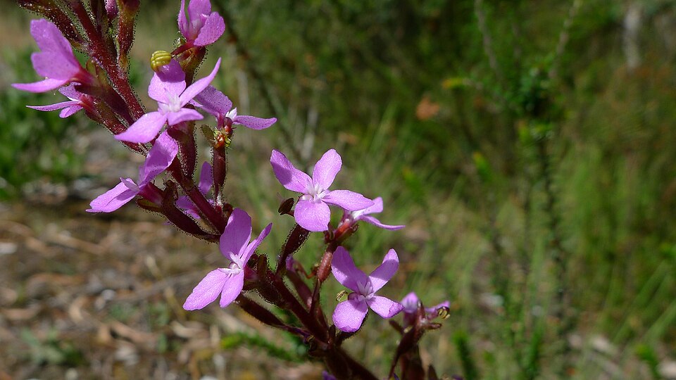Stylidium armeria (Thrift-leaved Triggerplant) (alternate view 8)
