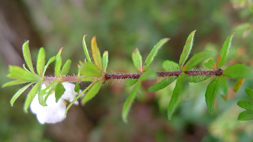 Bauera rubioides (River Rose) (alternate view 3)