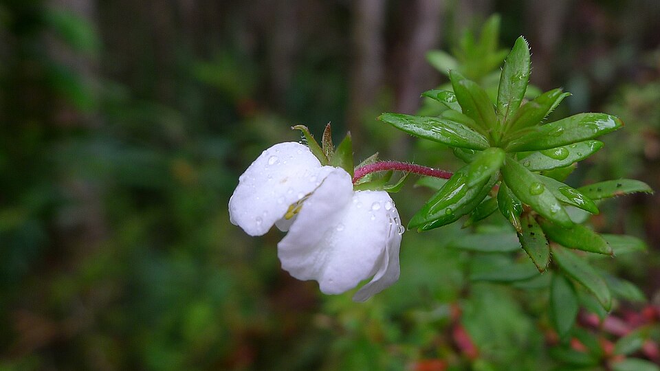 Bauera rubioides (River Rose) (alternate view 4)