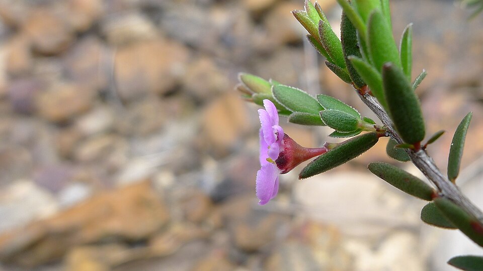 Euryomyrtus ramosissima (Rosy Heath-myrtle) (alternate view 4)