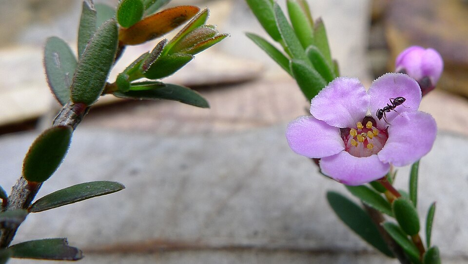 Euryomyrtus ramosissima (Rosy Heath-myrtle) (alternate view 5)