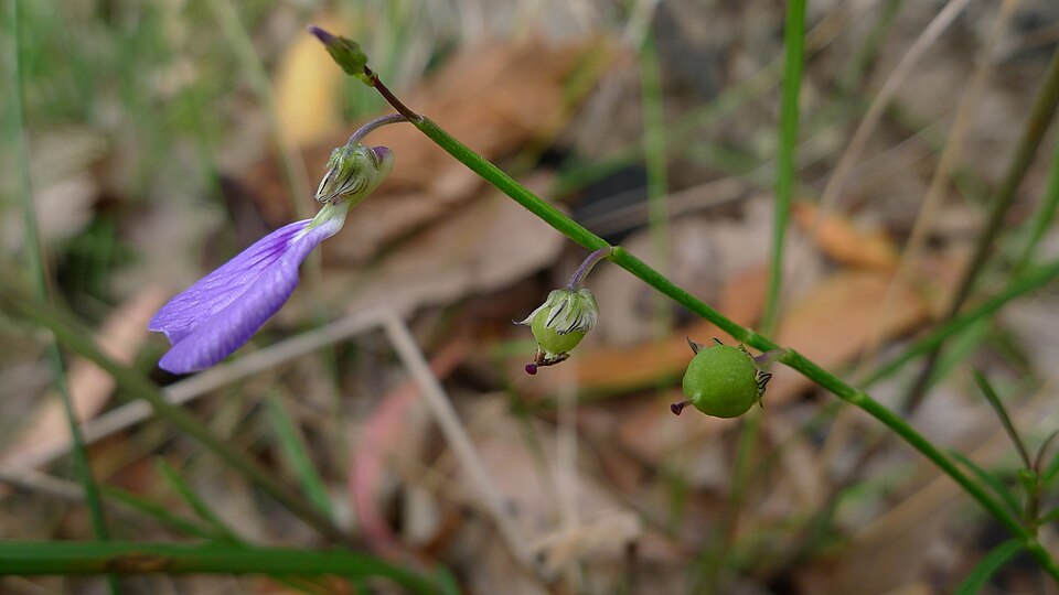 Pigea monopetala (Lady's Slipper) (alternate view 8)