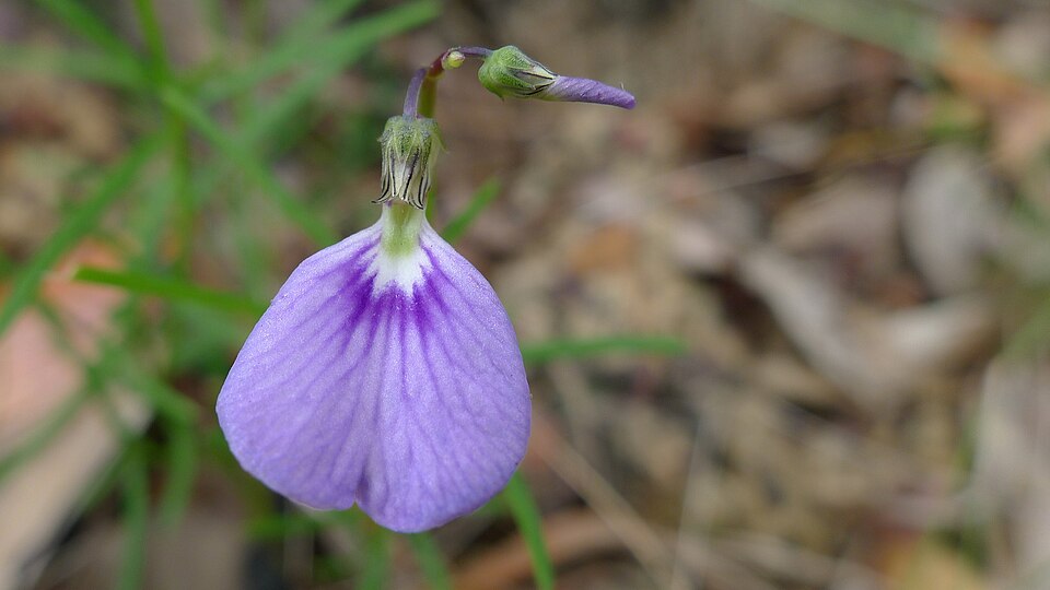 Pigea monopetala (Lady's Slipper) (alternate view 9)
