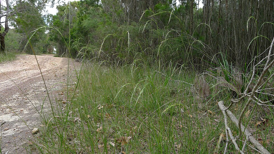 Microlaena stipoides (Weeping-grass) (alternate view 6)