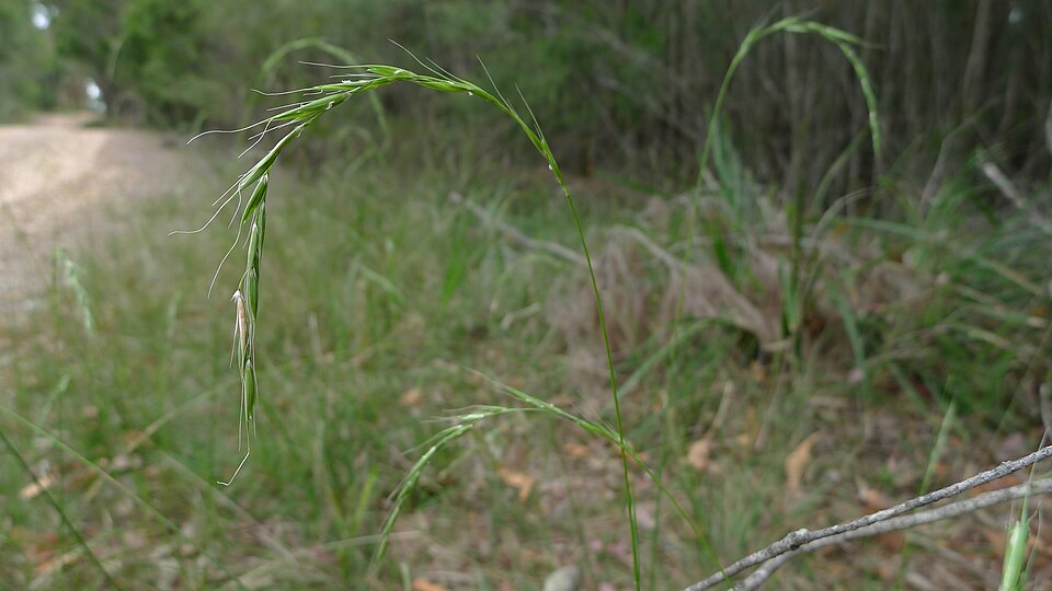 Microlaena stipoides (Weeping-grass) (alternate view 7)