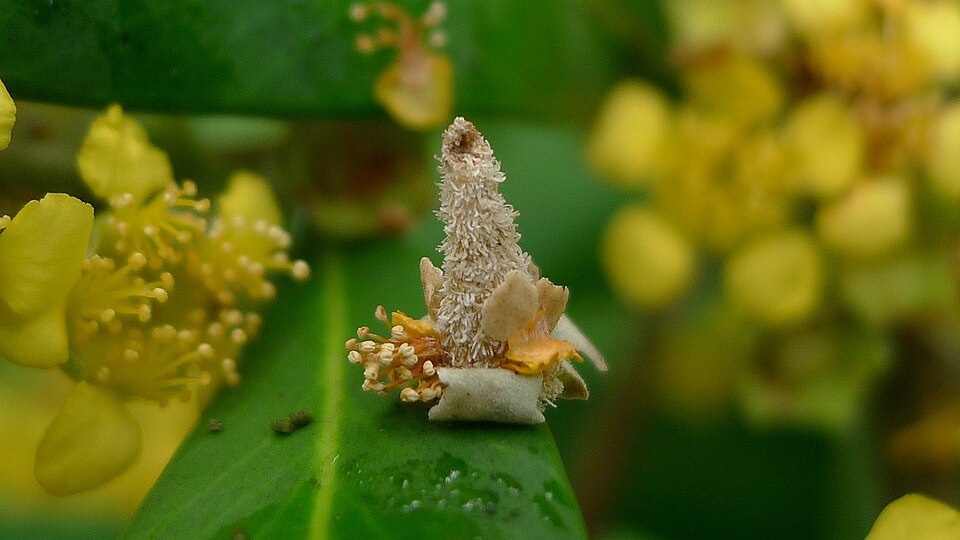 Tristaniopsis laurina (Water Gum) (alternate view 8)