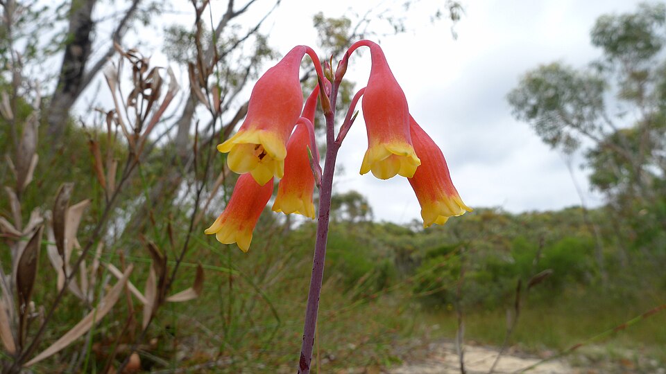 Blandfordia nobilis (Christmas Bells) (alternate view 8)