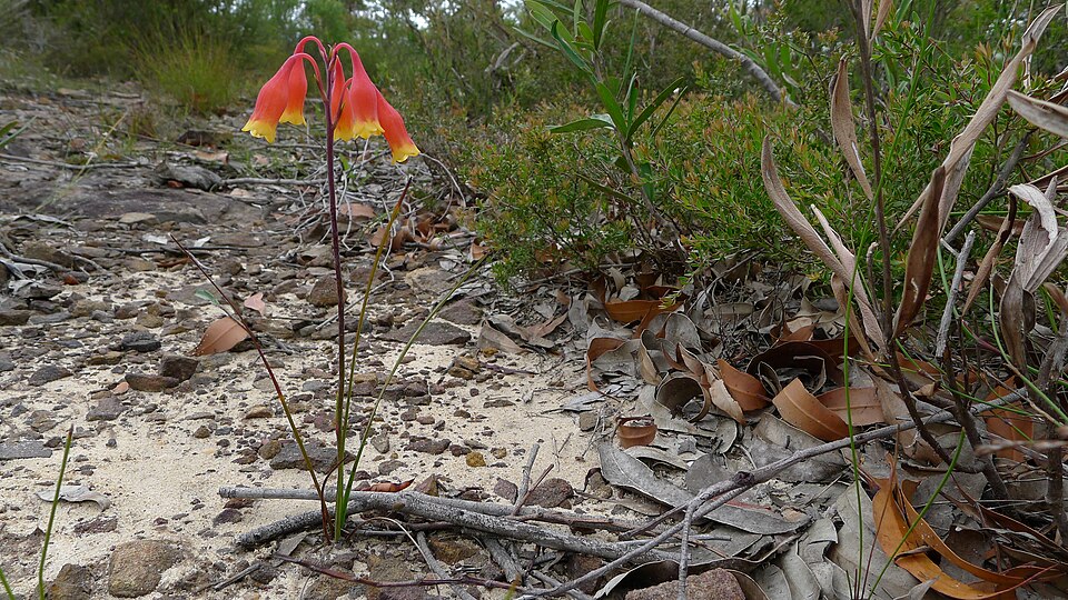 Blandfordia nobilis (Christmas Bells) (alternate view 9)