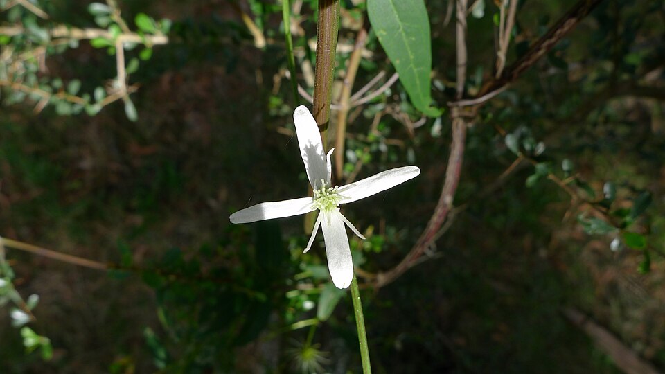 Clematis glycinoides (Headache Vine) (alternate view 8)