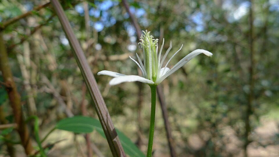 Clematis glycinoides (Headache Vine) (alternate view 9)