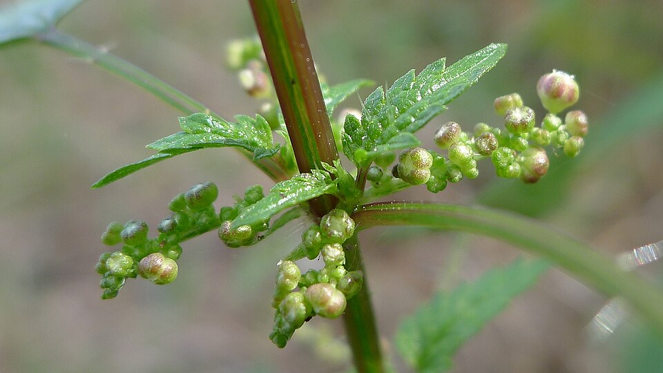 Urtica incisa (Scrub Nettle) (alternate view 9)