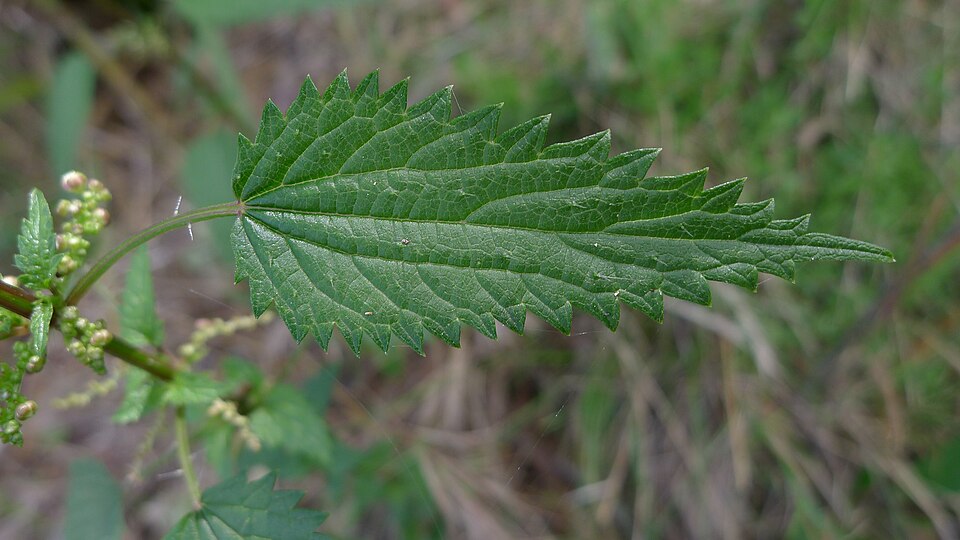 Urtica incisa (Scrub Nettle) (alternate view 10)