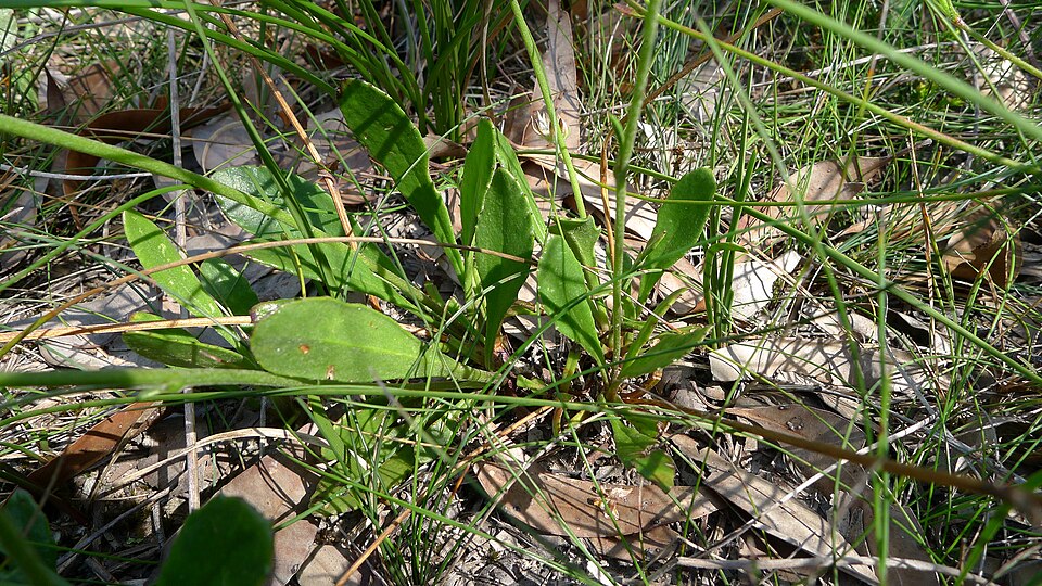 Goodenia bellidifolia (Daisy-leaved Goodenia)