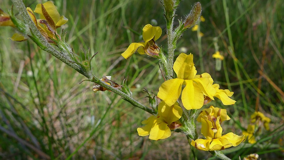 Goodenia bellidifolia (Daisy-leaved Goodenia) (alternate view 2)