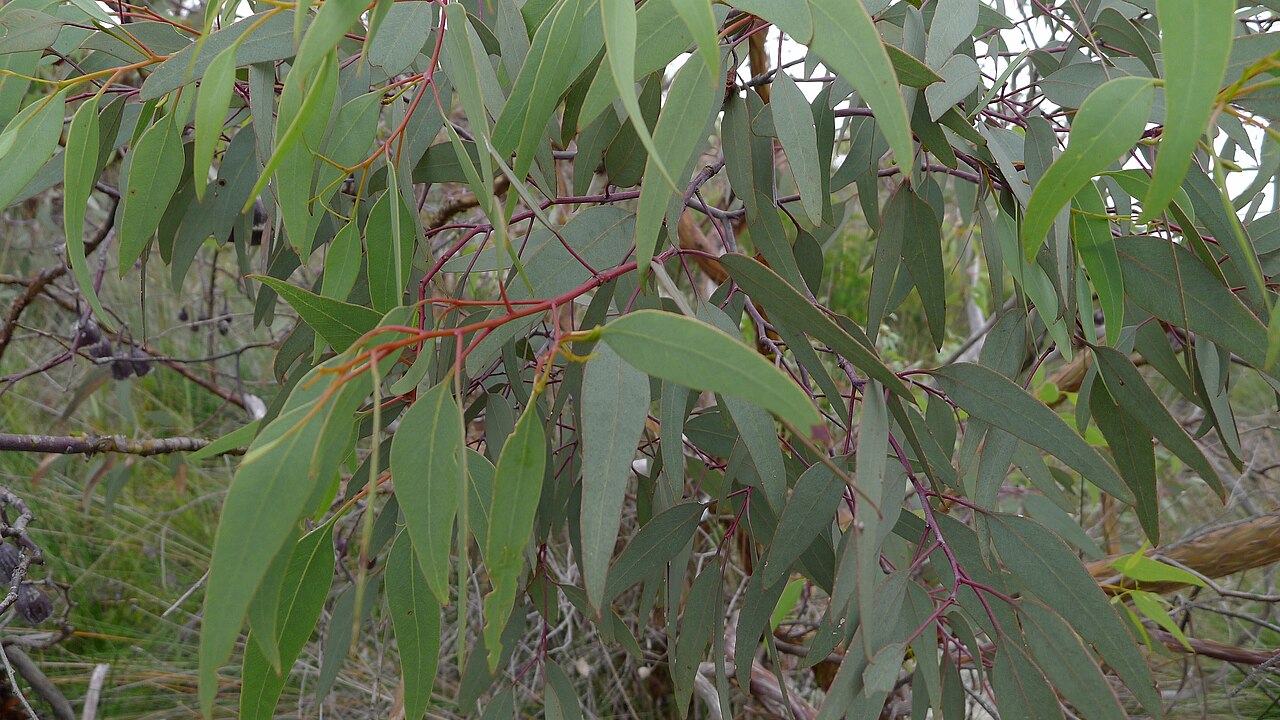 Eucalyptus caesia, Silver princess — spreading evergreen (Myrtaceae) (image 7 of 10)