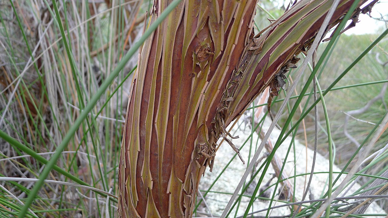 Eucalyptus caesia, Silver princess — spreading evergreen (Myrtaceae) (image 8 of 10)