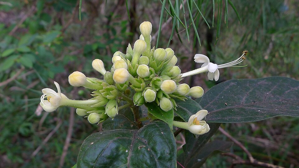 Clerodendrum tomentosum (Downy Chance) (alternate view 3)