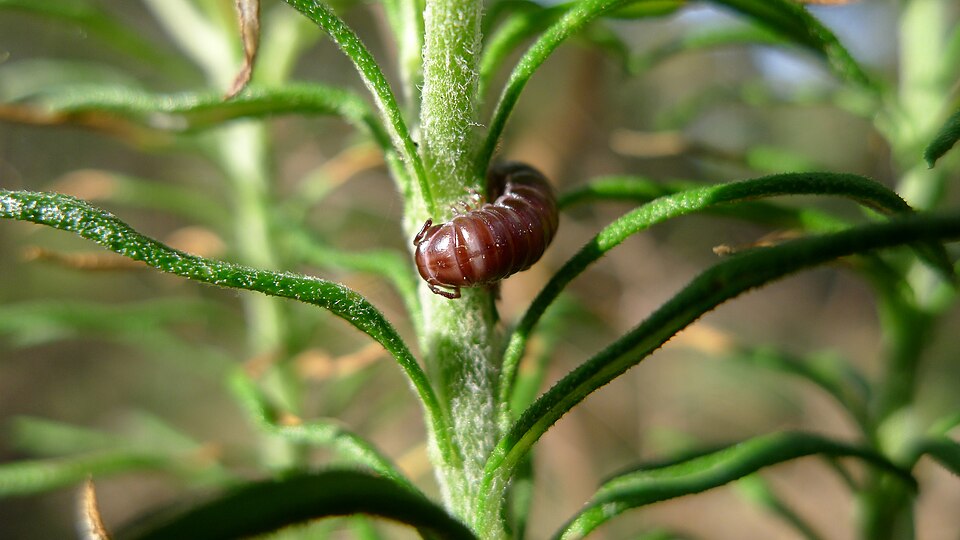 Ozothamnus diosmifolius (Sago Flower) (alternate view 4)