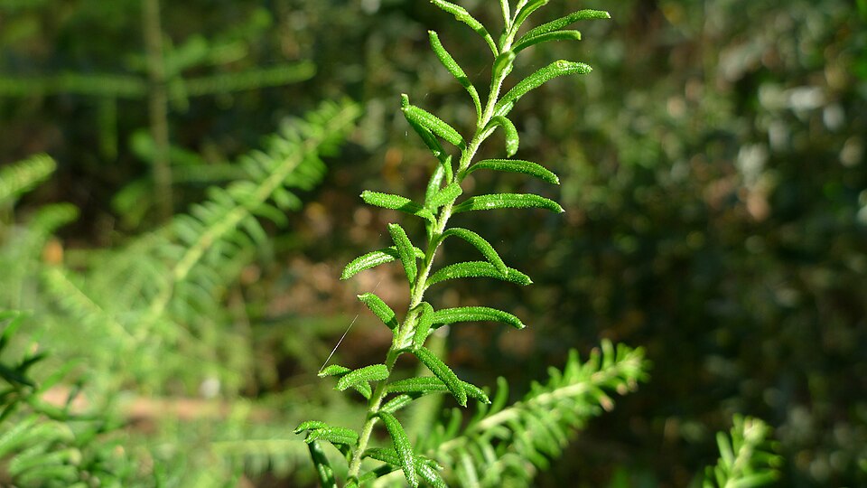 Ozothamnus diosmifolius (Sago Flower) (alternate view 5)
