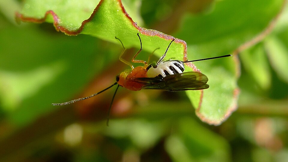 Rumex sagittatus (Climbing dock) (alternate view 8)