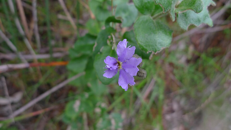 Dampiera purpurea (Purple Dampiera) (alternate view 10)