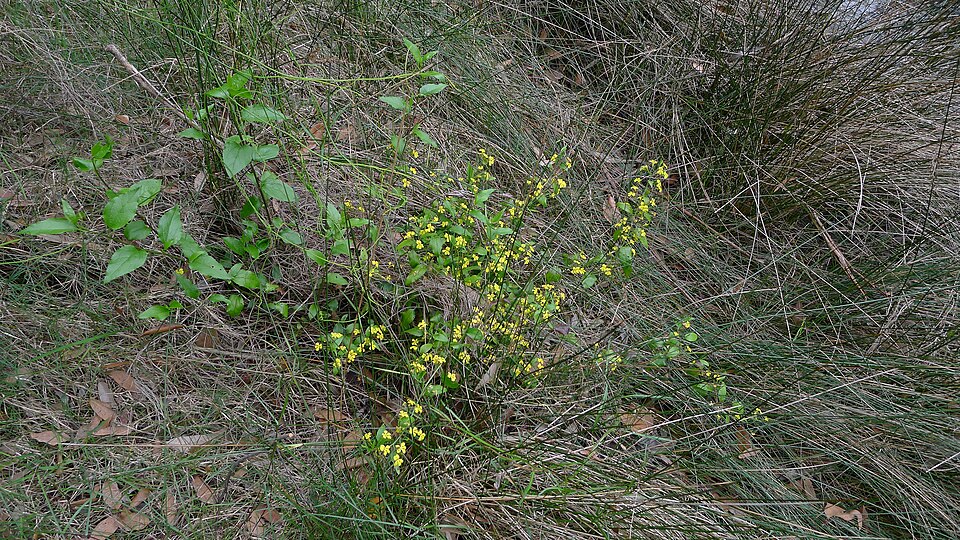 Goodenia ovata (hop goodenia) (alternate view 3)
