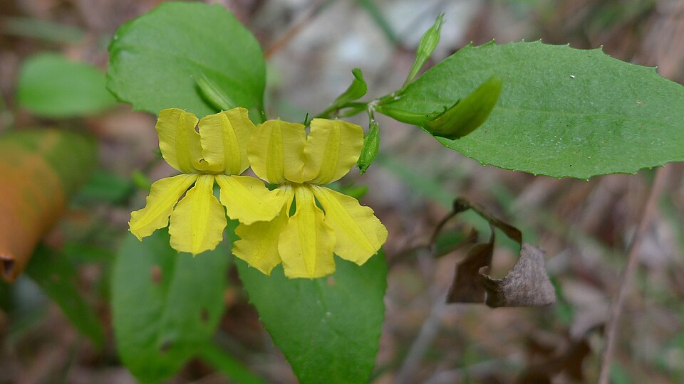 Goodenia ovata (hop goodenia) (alternate view 4)
