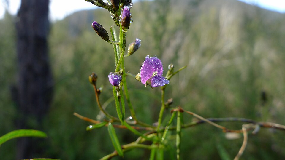 Glycine clandestina (Twining Glycine) (alternate view 5)