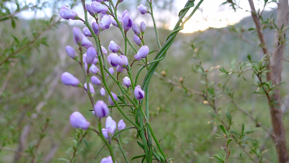 Comesperma volubile (Love Creeper) (alternate view 2)