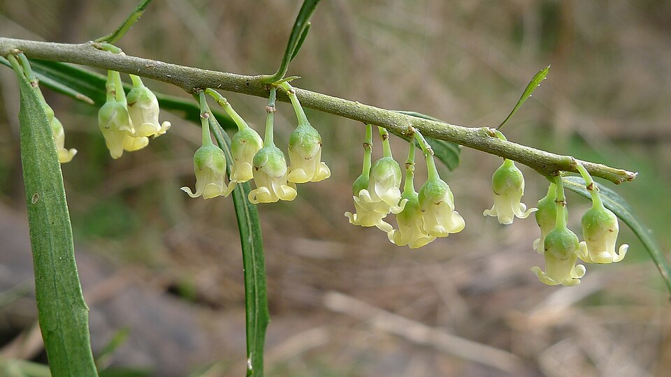 Melicytus dentatus (tree violet) (alternate view 7)