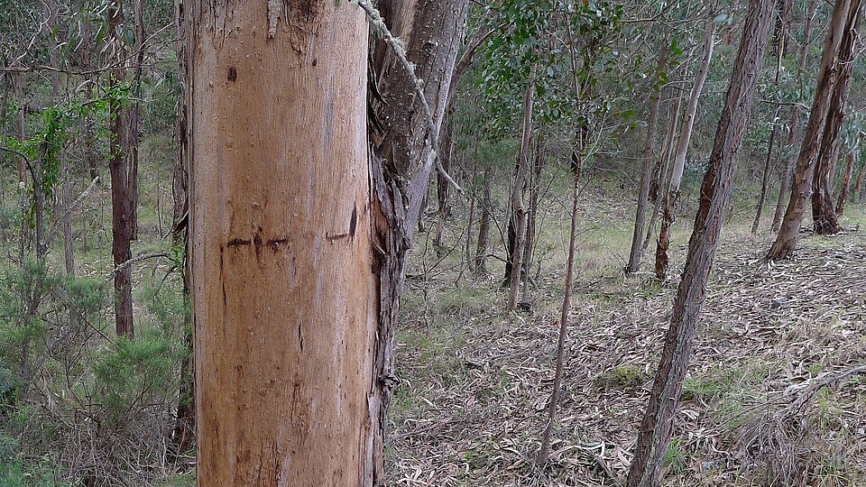 Eucalyptus globulus (Tasmanian Blue Gum) (alternate view 9)