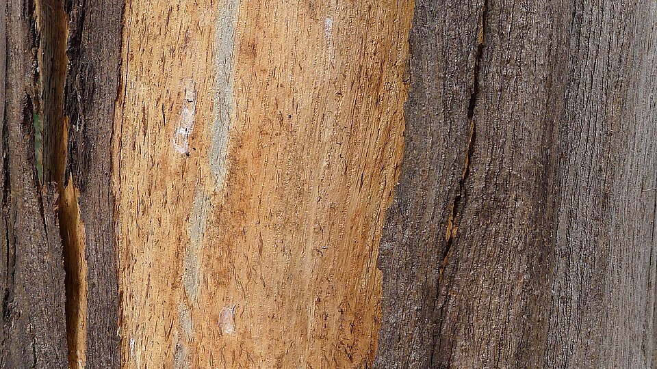 Eucalyptus globulus (Tasmanian Blue Gum) (alternate view 10)