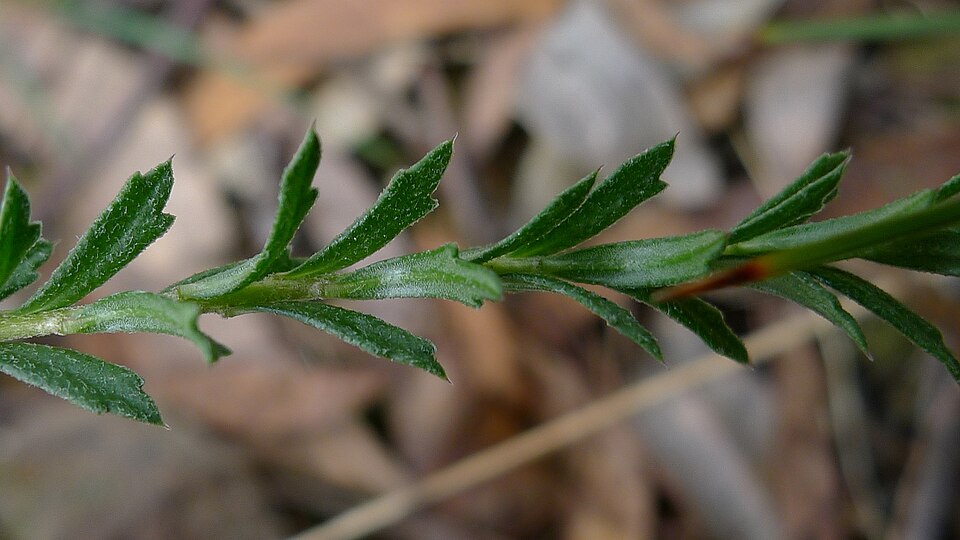 Rhytidosporum procumbens (white marianth) (alternate view 5)