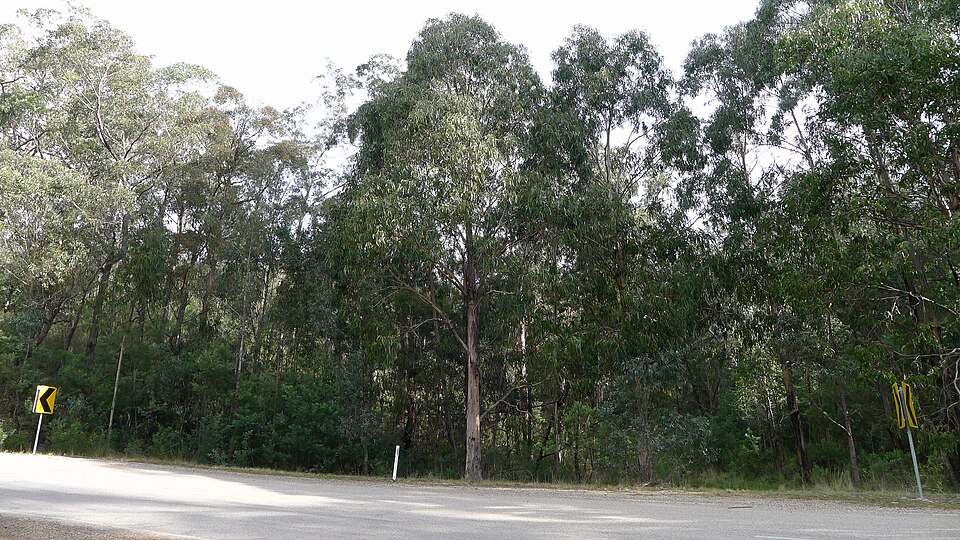Eucalyptus globulus (Tasmanian Blue Gum) (alternate view 11)