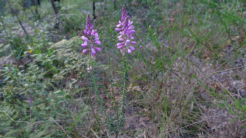 Comesperma ericinum (Pink Matchheads) (alternate view 4)