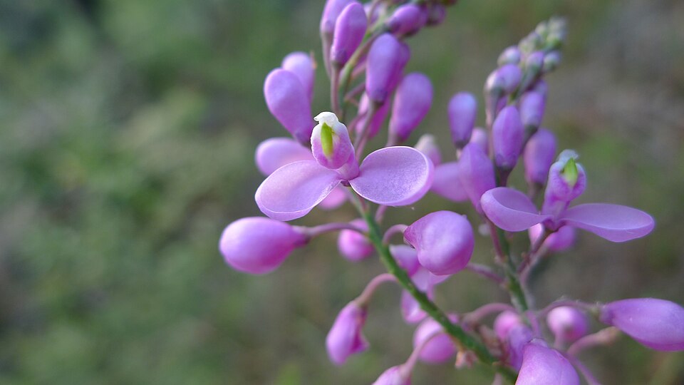 Comesperma ericinum (Pink Matchheads) (alternate view 5)