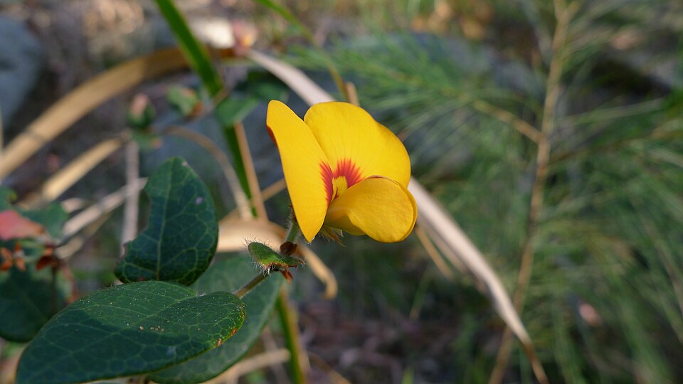 Platylobium formosum (Handsome Flat Pea)
